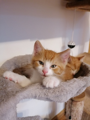 Jacky, Hauskatzen Jungtier - Kater