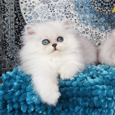 Jade Dew, Chinchilla-Perser - Kater