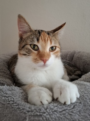 Jade, Europäisch Kurzhaar - Katze