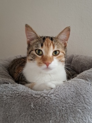 Jade, Europäisch Kurzhaar - Katze