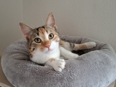 Jade, Europäisch Kurzhaar - Katze