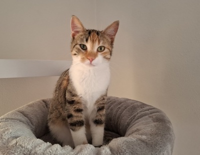 Jade, Europäisch Kurzhaar - Katze