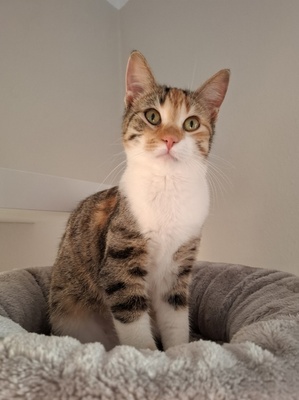 Jade, Europäisch Kurzhaar - Katze