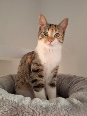 Jade, Europäisch Kurzhaar - Katze