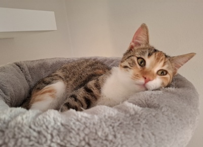 Jade, Europäisch Kurzhaar - Katze