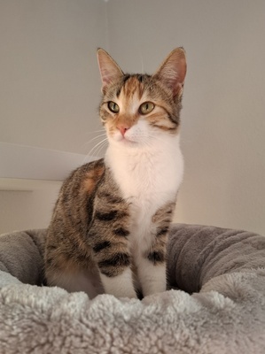 Jade, Europäisch Kurzhaar - Katze