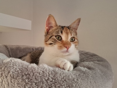 Jade, Europäisch Kurzhaar - Katze