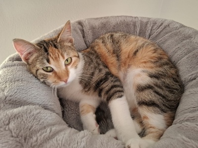 Jade, Europäisch Kurzhaar - Katze