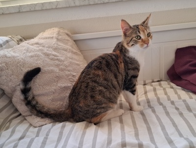 Jade, Europäisch Kurzhaar - Katze