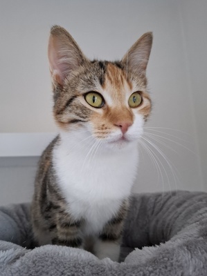 Jade, Europäisch Kurzhaar - Katze