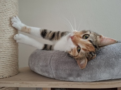 Jade, Europäisch Kurzhaar - Katze