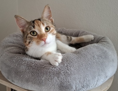 Jade, Europäisch Kurzhaar - Katze