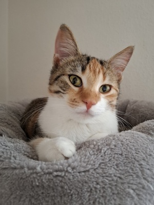 Jade, Europäisch Kurzhaar - Katze