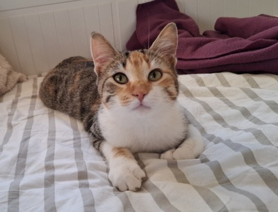 Jade, Europäisch Kurzhaar - Katze