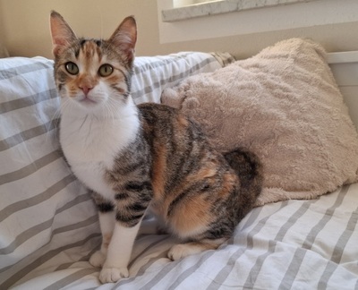 Jade, Europäisch Kurzhaar - Katze