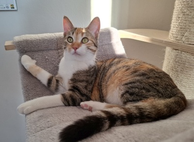 Jade, Europäisch Kurzhaar - Katze