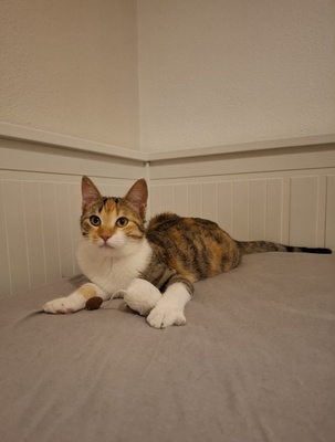 Jade, Europäisch Kurzhaar - Katze