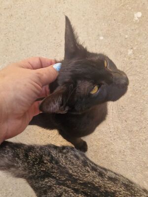 Jal (geb. Januar 26), EKH - Kater