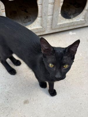 Jal (geb. Januar 26), EKH - Kater