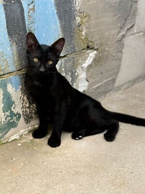 Jal (geb. Januar 26), EKH - Kater