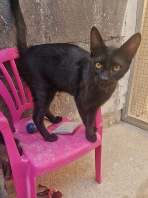 Jal (geb. Januar 26), EKH - Kater