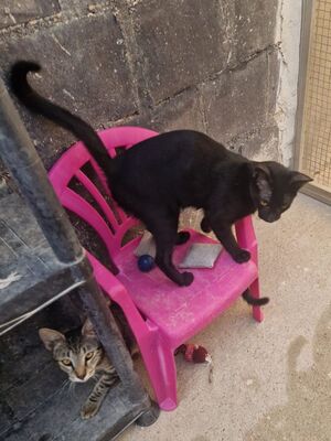 Jal (geb. Januar 26), EKH - Kater