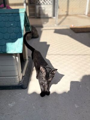 Jal (geb. Januar 26), EKH - Kater