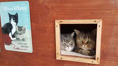 Jamie&Mallory, Britisch Kurzhaar - Kater