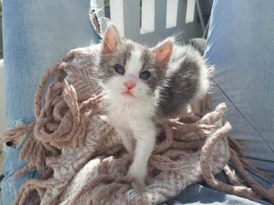 Jana - Wunderschönes Katzenmädchen, ca. 3 Monate, Mischling Jungtier - Katze