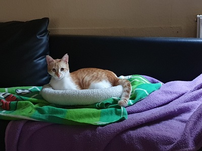 Jannis, Hauskatze Jungtier - Kater