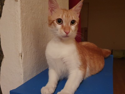 Jannis, Hauskatze Jungtier - Kater