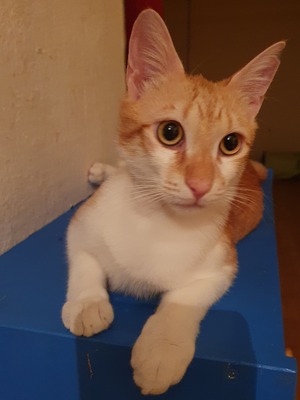 Jannis, Hauskatze Jungtier - Kater