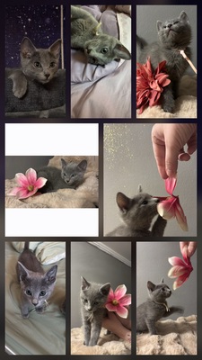 Jay, Juvio und Jony O of Mystic-Cypsy, Russisch Blau Jungtier - Kater