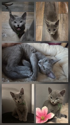 Jay, Juvio und Jony O of Mystic-Cypsy, Russisch Blau Jungtier - Kater