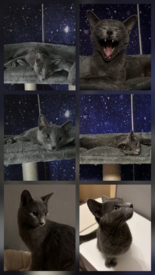 Jay, Juvio und Jony O of Mystic-Cypsy, Russisch Blau Jungtier - Kater