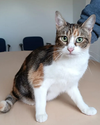 Jeanette - Schusekatze sucht viele Streicheleinheiten, EKH - Katze 1