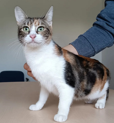 Jeanette - Schusekatze sucht viele Streicheleinheiten, EKH - Katze