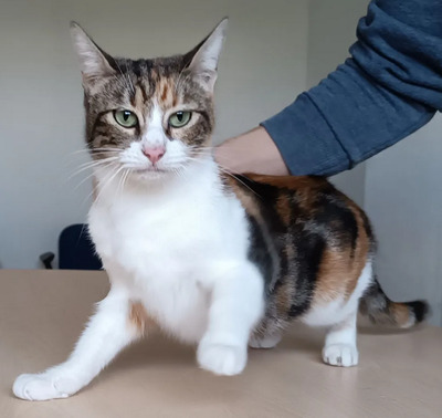 Jeanette - Schusekatze sucht viele Streicheleinheiten, EKH - Katze