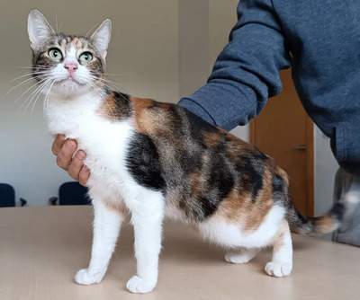 Jeanette - Schusekatze sucht viele Streicheleinheiten, EKH - Katze