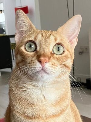 Jefa, Europäisch Kurzhaar - Katze