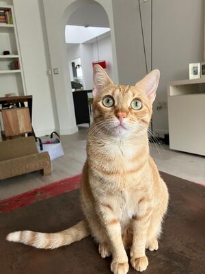 Jefa, Europäisch Kurzhaar - Katze