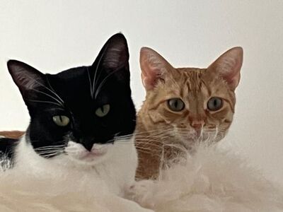 Jefa, Europäisch Kurzhaar - Katze