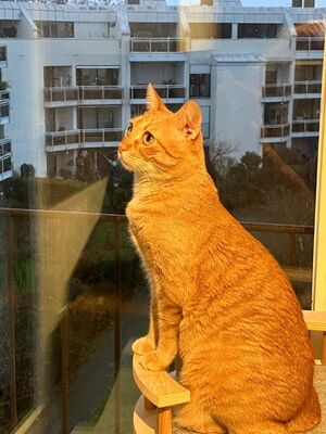 Jefa, Europäisch Kurzhaar - Katze