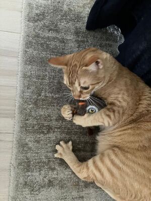 Jefa, Europäisch Kurzhaar - Katze