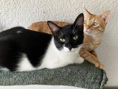 Jefa, Europäisch Kurzhaar - Katze