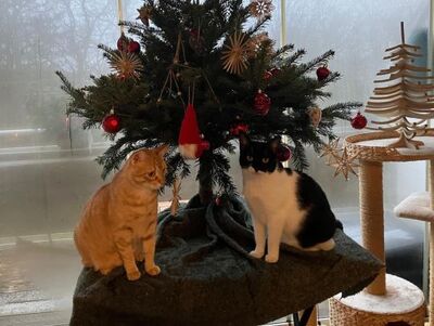 Jefa, Europäisch Kurzhaar - Katze