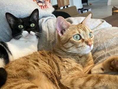 Jefa geb. April 2022 - Pflegestelle in 85247 Arnsbach, Europäisch Kurzhaar - Katze