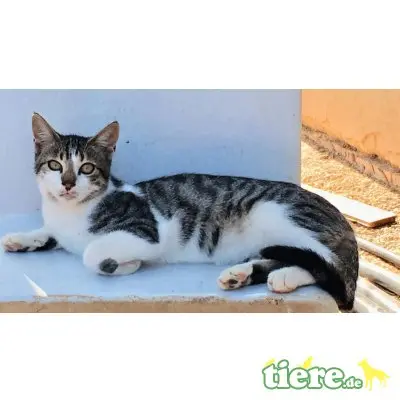 Jeji, sucht ein liebevolles Zuhause - Kater