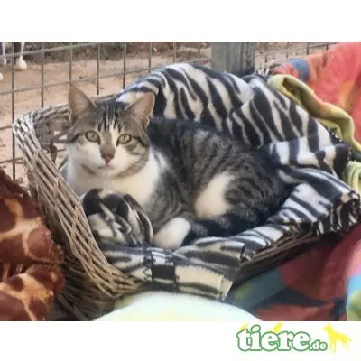 Jeji, sucht ein liebevolles Zuhause - Kater