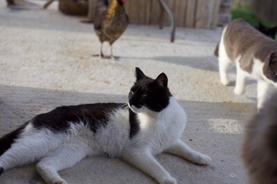 Jenny - Ausgeglichene Katzendame, ca. 1 Jahr, Mischling - Katze